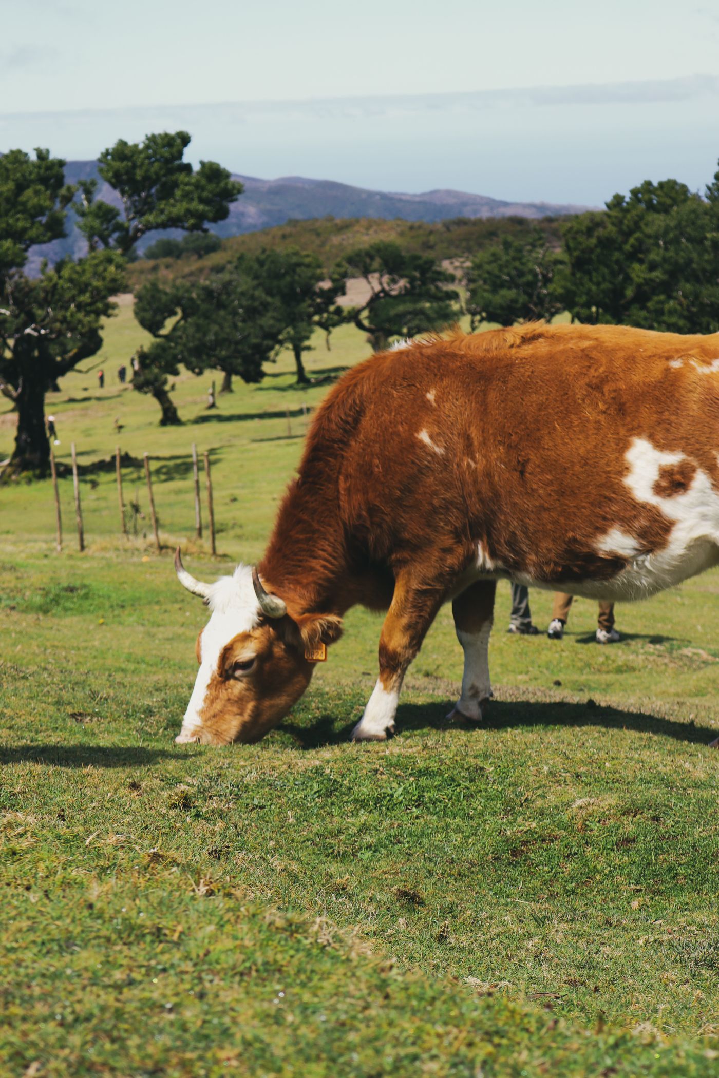 Vaca pastando no capim