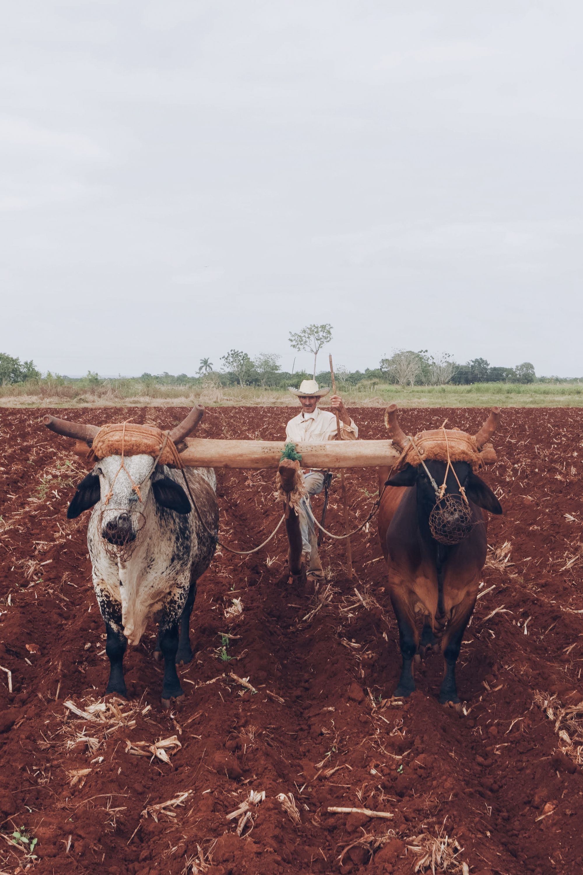 Lavrador conduzindo junta de bois em terra vermelha